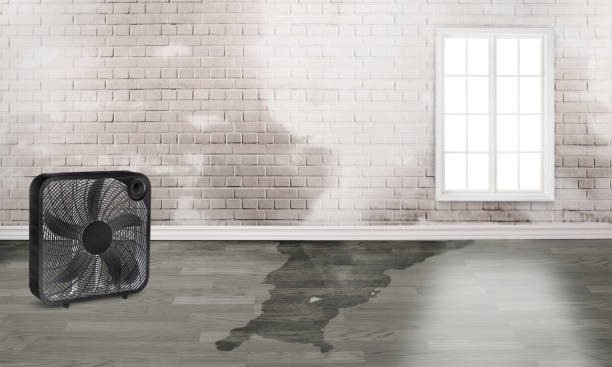 Best Flood damage cleanup  in Coshocton, OH